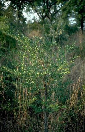 Slongepedunculata1