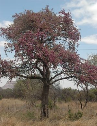 securidaca african violet tree