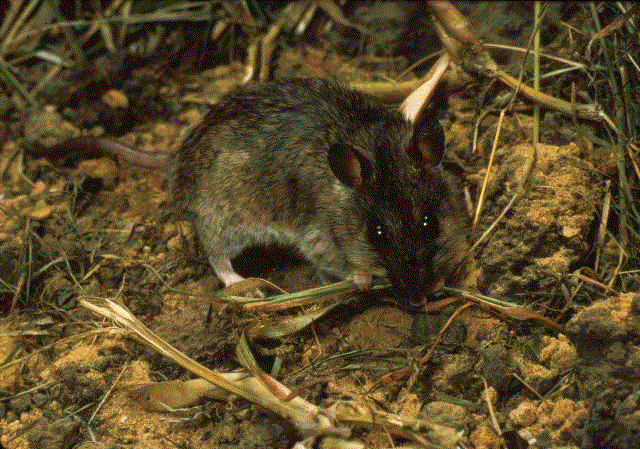 Mastomys natalensis, the mulitmammate rat