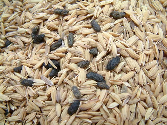 slider contaminated rice