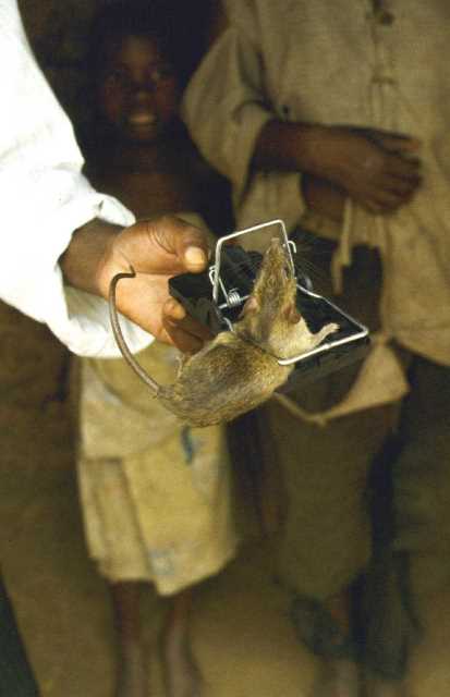 slider mozambique rat in trap