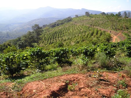 Coffee plantations in scenic Eastern Highlands