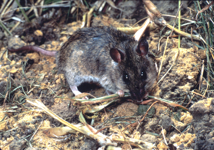 The multimammate rat, Mastomys natalensis, the most widespread pest rodent found across sub-Saharan Africa