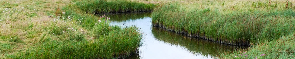 Elmlea Nature Reserve